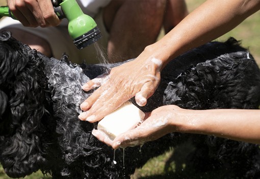 Shampoing Naturel Solide Pour Animaux - Savonnerie des Collines