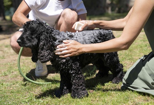 Optez pour un Shampoing Naturel pour votre Animal (Chien,Chat...)