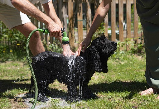 Shampoing Naturel Solide Pour Animaux - Produit Écologique