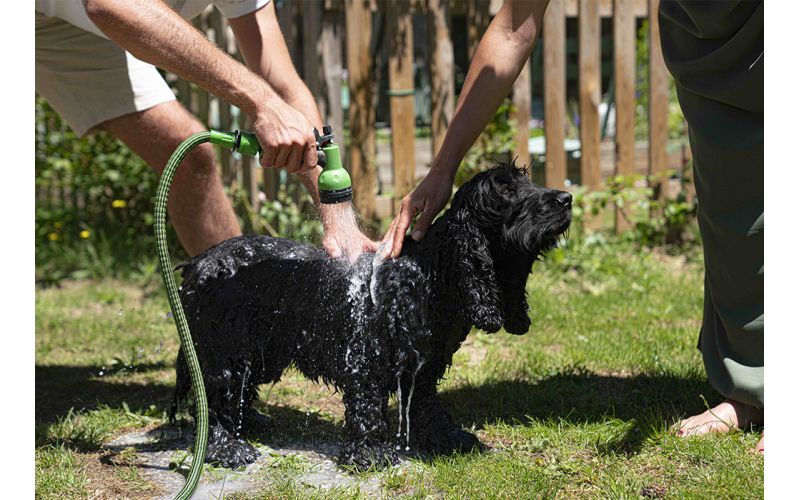 Quel shampoing pour mon animal de compagnie ? 